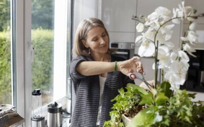 Die richtige Pflege: Sie blüht einfach nicht: Ein Trick ist gut für Orchideen