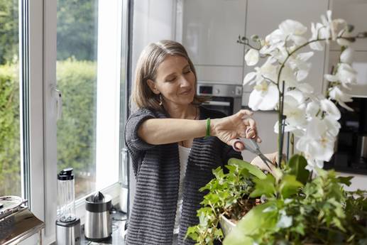 Die richtige Pflege: Sie blüht einfach nicht: Ein Trick ist gut für Orchideen