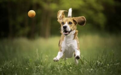 Tiere spüren Unsicherheit: Angst vor Hunden beim Joggen? So bleibst du entspannt