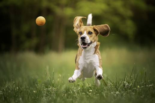 Tiere spüren Unsicherheit: Angst vor Hunden beim Joggen? So bleibst du entspannt