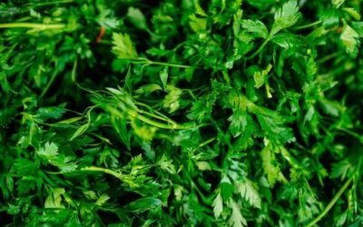Beliebt in der Küche: Wann du Petersilie nicht mehr essen solltest