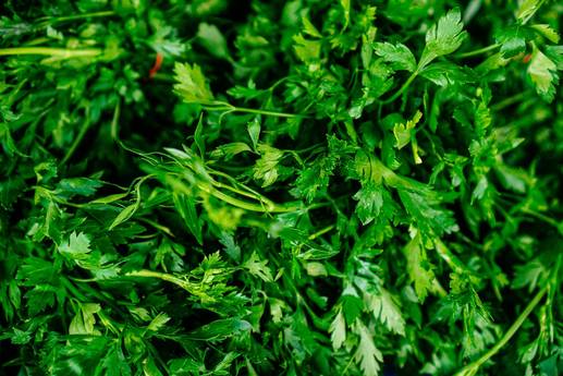 Beliebt in der Küche: Wann du Petersilie nicht mehr essen solltest