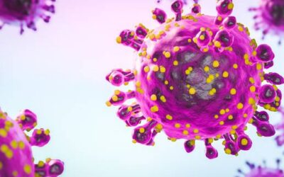 Durch Mücken übertragen: Das unheilbare Oropouche-Fieber verbreitet sich unbemerkt in Europa