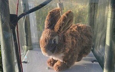 Florida: Roboterkaninchen gegen Pythonplage in den Everglades