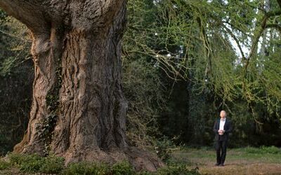 Filmfestspiele Venedig »Silent Friend«: Die geheime Liebesbrunst der Bäume