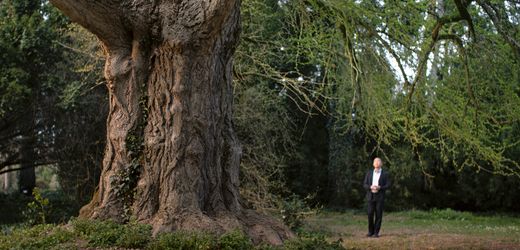 Filmfestspiele Venedig »Silent Friend«: Die geheime Liebesbrunst der Bäume