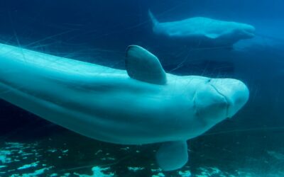 Falls Regierung nicht zahlt: Freizeitpark droht Belugawale zu töten