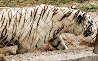 Tiger bricht aus Zoo aus: Unwetter in Mexiko zerstört Käfig