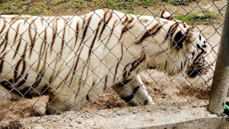 Tiger bricht aus Zoo aus: Unwetter in Mexiko zerstört Käfig