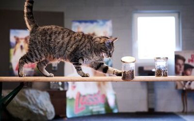 Filmtiere im Training: In dieser Schule werden Hunde, Schweine und Ratten ausgebildet