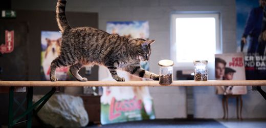 Filmtiere im Training: In dieser Schule werden Hunde, Schweine und Ratten ausgebildet