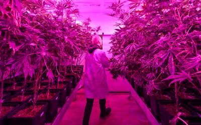 Cannabis-Vereine in Deutschland: NRW hat die meisten, Bayern bleibt zurück