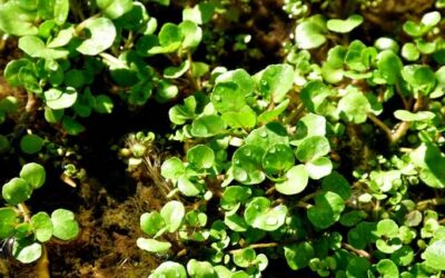 Power für den Herbst: Das gesündeste Gemüse der Welt hat Hochsaison – das solltest du wissen