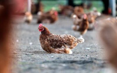 Geflügelpest: Forderung nach bundesweiter Stallpflicht wegen Vogelgrippe