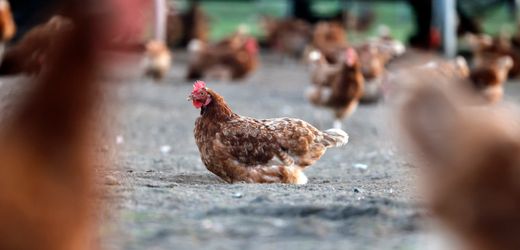 gefluegelpest-forderung-nach-bundesweiter-stallpflicht-wegen-vogelgrippe.jpg Geflügelpest: Forderung nach bundesweiter Stallpflicht wegen Vogelgrippe