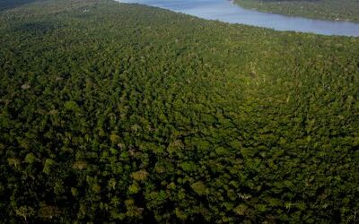 COP30 in Belém: Klimaverhandlungen als Kampfsportart – Kolumne