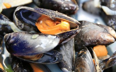 Lebensmittelvergiftung: Woran erkenne ich verdorbene Muscheln?