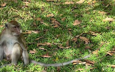 Thailand: 143 geschmuggelte Affen aus Plastiknetzen befreit