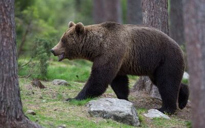 Kanada: Grizzlybär greift Grundschulklasse an