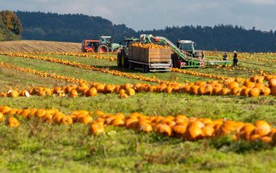 Lebensmittelhandel: Monopolkommission warnt vor wachsender Machtkonzentration im Handel