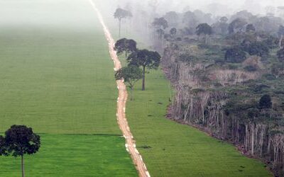Entwaldungsverordnung: EU-Parlament diskutiert Verschiebung von Schutzregeln