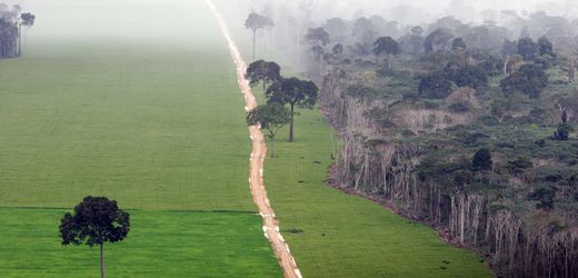 Entwaldungsverordnung: EU-Parlament diskutiert Verschiebung von Schutzregeln