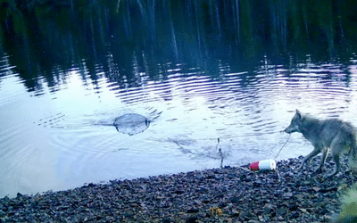 Trickreiche Futtersuche: Wölfin schnappt sich Fisch aus Krabbenfalle