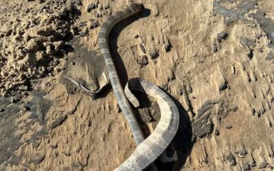 Dutzende angespült: Giftschlangen-Invasion an beliebten Urlaubsstränden