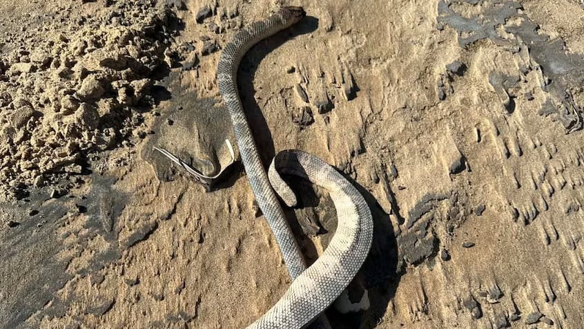 Dutzende angespült: Giftschlangen-Invasion an beliebten Urlaubsstränden