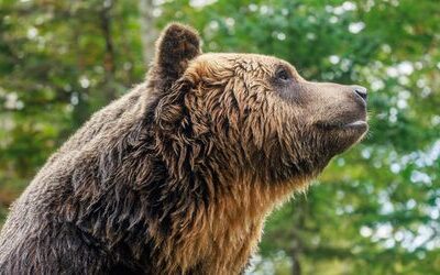 Kalifornien: 250-Kilo-Bär zieht in Keller eines Wohnhauses ein