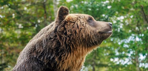 Kalifornien: 250-Kilo-Bär zieht in Keller eines Wohnhauses ein