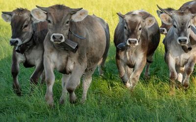 EU-Milchwirtschaft: China verhängt Strafzölle auf EU-Milchprodukte