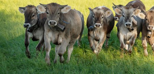 EU-Milchwirtschaft: China verhängt Strafzölle auf EU-Milchprodukte