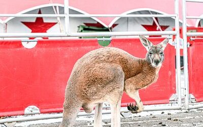 Aalen: Känguru flieht aus Zirkus und wird von Auto angefahren