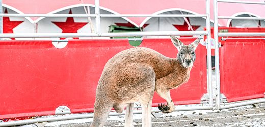 Aalen: Känguru flieht aus Zirkus und wird von Auto angefahren
