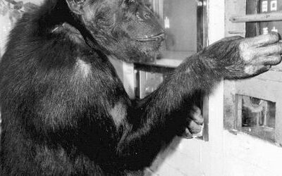 Japan: Als »Genie« bekannte Schimpansin Ai mit 49 Jahren gestorben