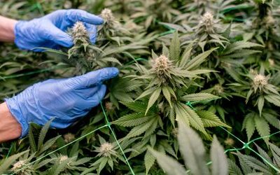 Schluss mit Klick-Rezepten für Cannabis? Die Ministerin stößt auf Widerstand