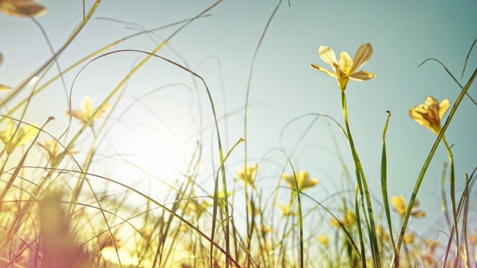 Das bedeutet ein schöner März laut Bauernregel für den April