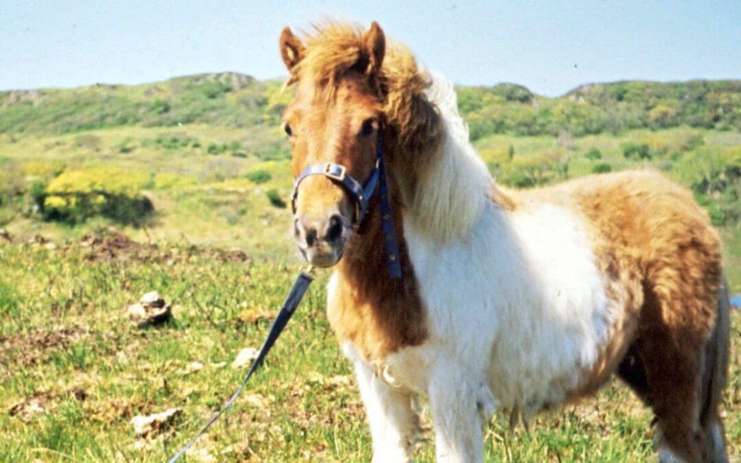 250-Kilo-Pony fällt beim Einschläfern auf Tierärztin