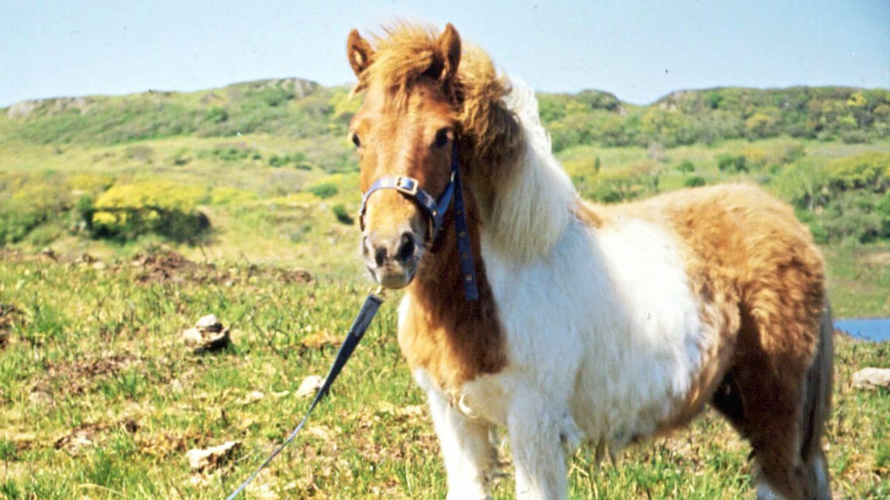 250-Kilo-Pony fällt beim Einschläfern auf Tierärztin