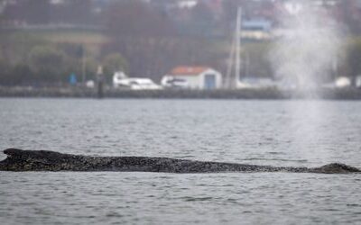 Wal in Wismarbucht (Mecklenburg-Vorpommern) gestrandet: Tier kommt von Sandbank frei
