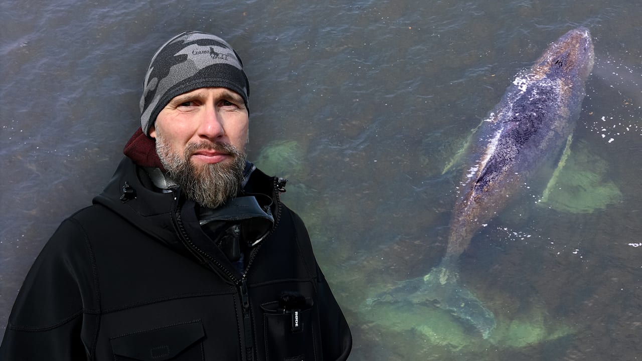 Wer darf Timmy helfen?: Jetzt bekriegen sich die Wal-Retter gegenseitig