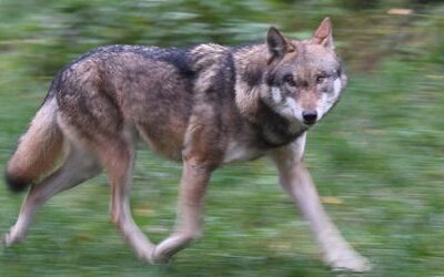 Hamburg: Wolf beißt Frau in Altona – und muss aus Alster gezogen werden