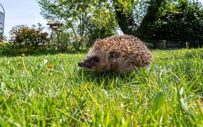 Selbstfahrende Rasenmäher: Städtetag fordert Nachtfahrverbot für Mähroboter