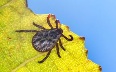 Zeckenbisse: 24 Menschen starben 2024 an FSME oder Borreliose