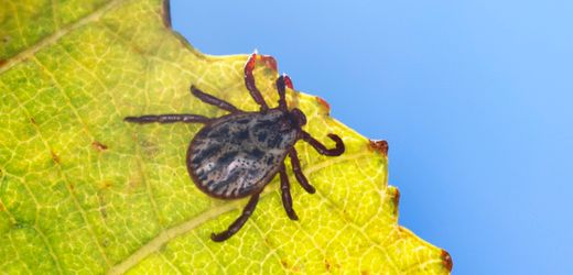 zeckenbisse-24-menschen-starben-2024-an-fsme-oder-borreliose.jpg Zeckenbisse: 24 Menschen starben 2024 an FSME oder Borreliose