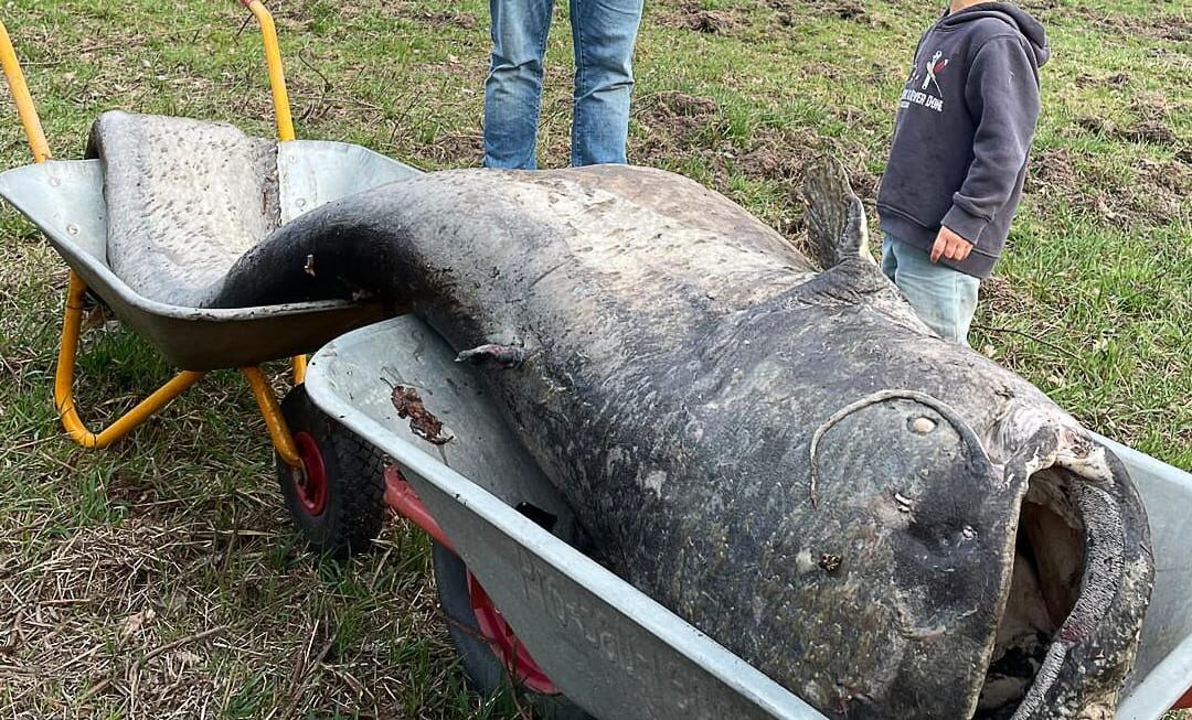 Jahrelang fraß er alles auf: Dieser riesige Wels lebte in kleinem Weiher