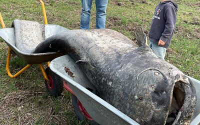 Jahrelang fraß er alles auf: Dieser riesige Wels lebte in kleinem Weiher