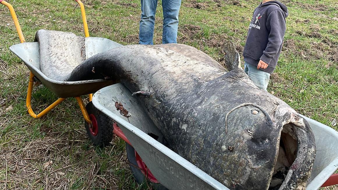 Jahrelang fraß er alles auf: Dieser riesige Wels lebte in kleinem Weiher