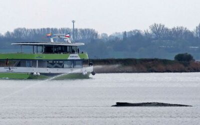 Wismar: Rettungsversuch für gestrandeten Wal – Minister gibt grünes Licht